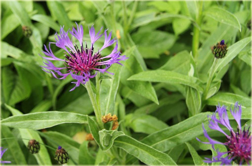 Chaber górski Centaurea montana
