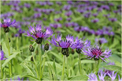 Chaber górski Centaurea montana
