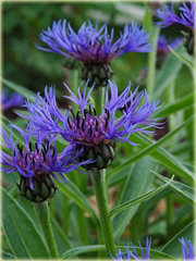 Chaber górski Centaurea montana
