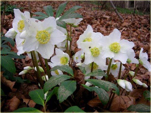 Ciemiernik biały Praecox Helleborus niger Praecox