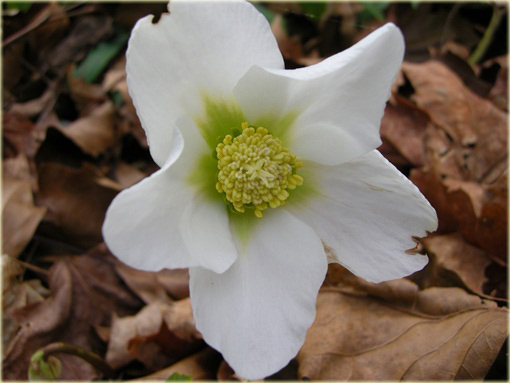 Ciemiernik biały Praecox Helleborus niger Praecox