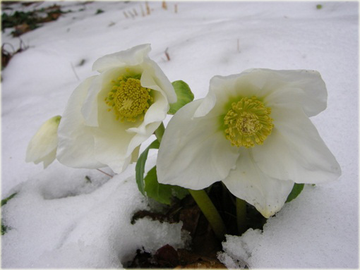 Ciemiernik biały Praecox Helleborus niger Praecox