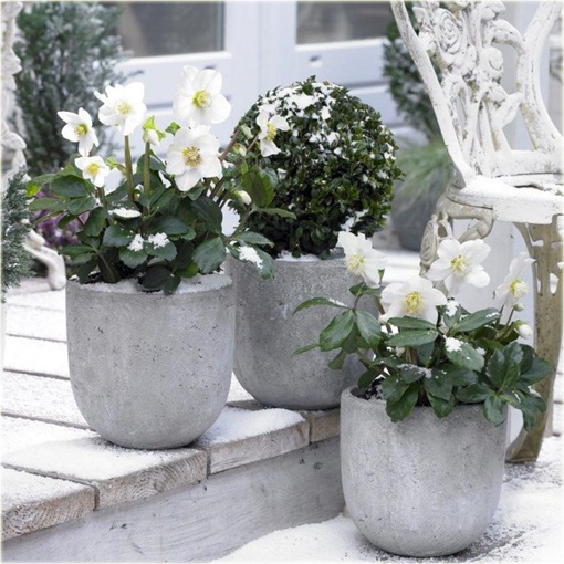 Ciemiernik biały Praecox Helleborus niger Praecox