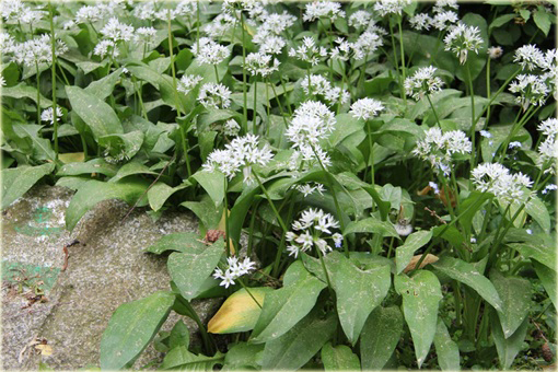 Czosnek niedźwiedzi Allium ursinum