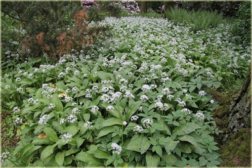 Czosnek niedźwiedzi Allium ursinum