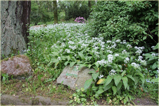 Czosnek niedźwiedzi Allium ursinum