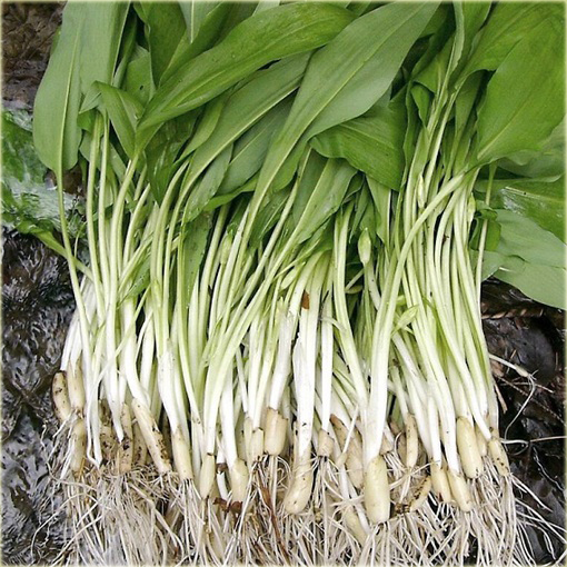 Czosnek niedźwiedzi Allium ursinum