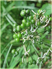 Czosnek niedźwiedzi Allium ursinum