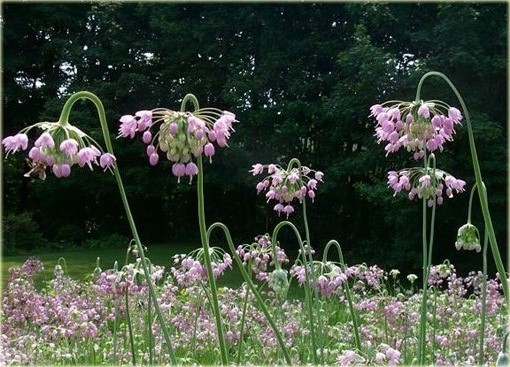 Czosnek zwisły Allium cernuum