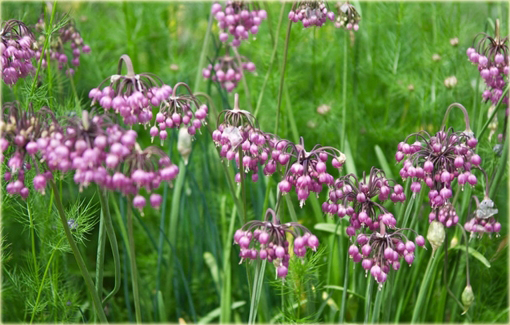Czosnek zwisły Allium cernuum