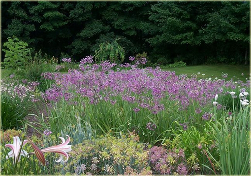 Czosnek zwisły Allium cernuum