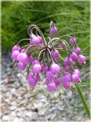 Czosnek zwisły Allium cernuum
