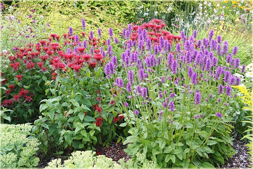 Czyściec gęstokwiatowy Hummelo Stachys densiflora