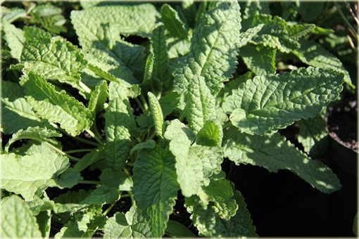 Czyściec gęstokwiatowy Hummelo Stachys densiflora