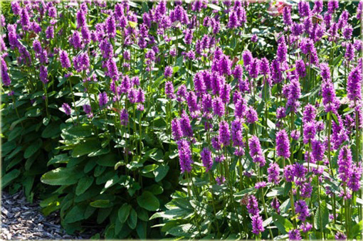 Czyściec gęstokwiatowy Hummelo Stachys densiflora