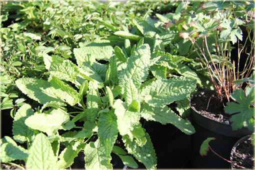 Czyściec gęstokwiatowy Hummelo Stachys densiflora