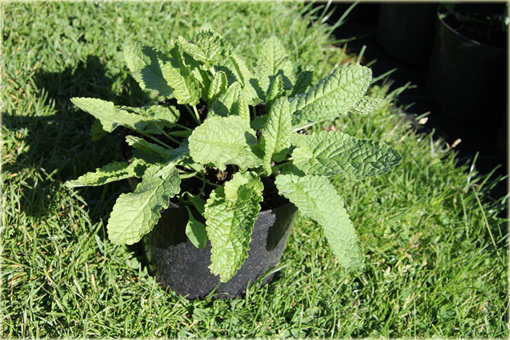 Czyściec gęstokwiatowy Hummelo Stachys densiflora