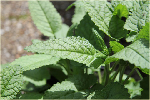 Czyściec gęstokwiatowy Hummelo Stachys densiflora