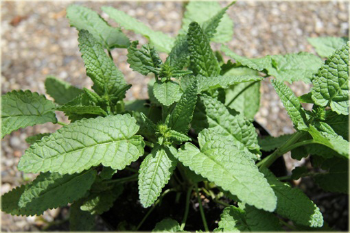 Czyściec gęstokwiatowy Hummelo Stachys densiflora