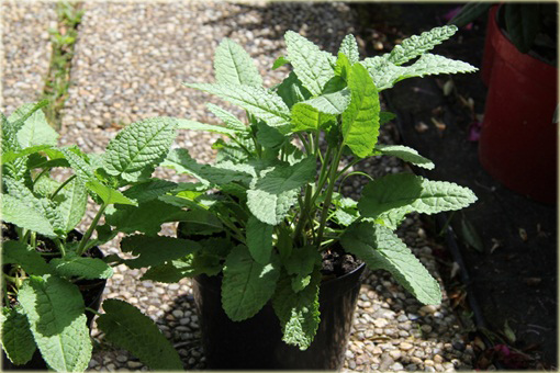 Czyściec gęstokwiatowy Hummelo Stachys densiflora