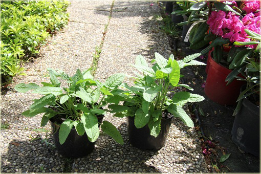 Czyściec gęstokwiatowy Hummelo Stachys densiflora