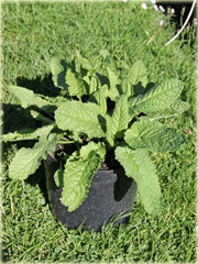 Czyściec gęstokwiatowy Hummelo Stachys densiflora