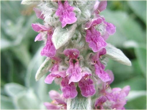 Czyściec wełnisty Stachys byzantina