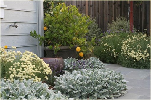 Czyściec wełnisty Stachys byzantina