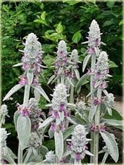 Czyściec wełnisty Stachys byzantina