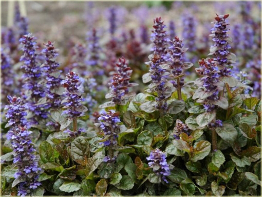 Dąbrówka atropurpurea