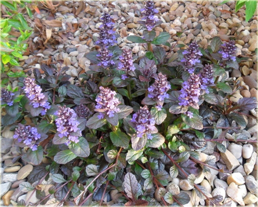 Dąbrówka atropurpurea