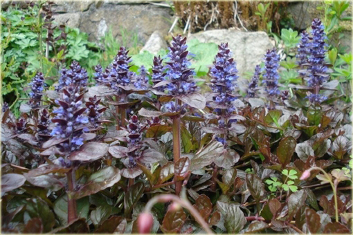 Dąbrówka atropurpurea