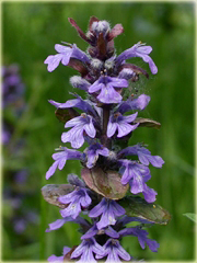 Dąbrówka atropurpurea