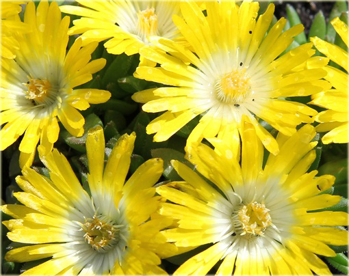 Delosperma gęsta żółta Delosperma congestum yellow