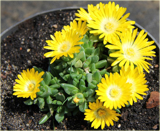Delosperma gęsta żółta Delosperma congestum yellow