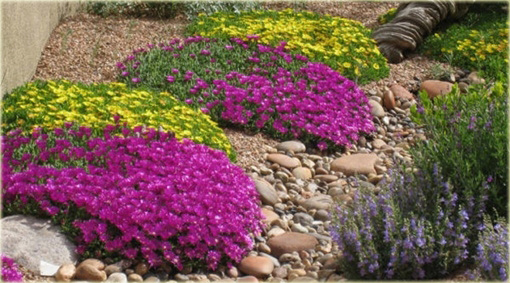Delosperma gęsta żółta Delosperma congestum yellow