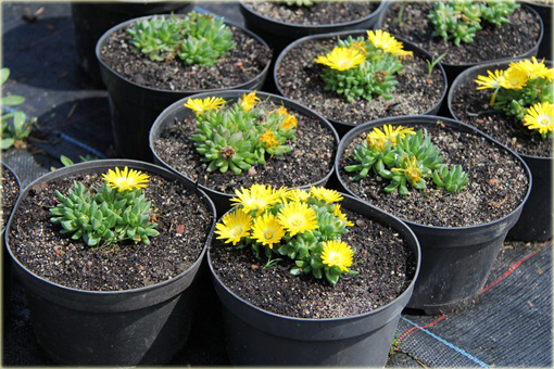 Delosperma gęsta żółta Delosperma congestum yellow