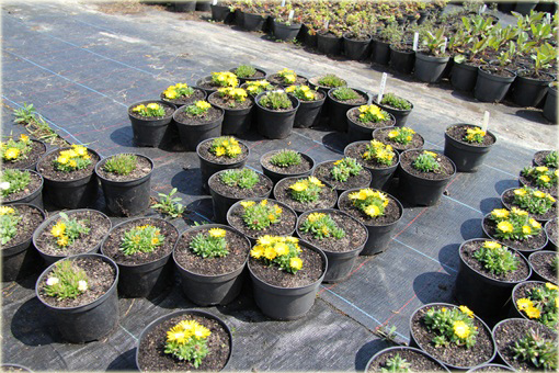 Delosperma gęsta żółta Delosperma congestum yellow