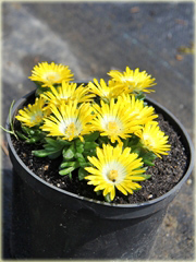 Delosperma gęsta żółta Delosperma congestum yellow
