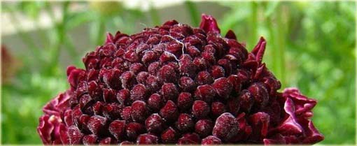 Driakiew japońska Blue Diamonds Scabiosa