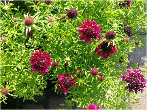 Driakiew japońska Blue Diamonds Scabiosa