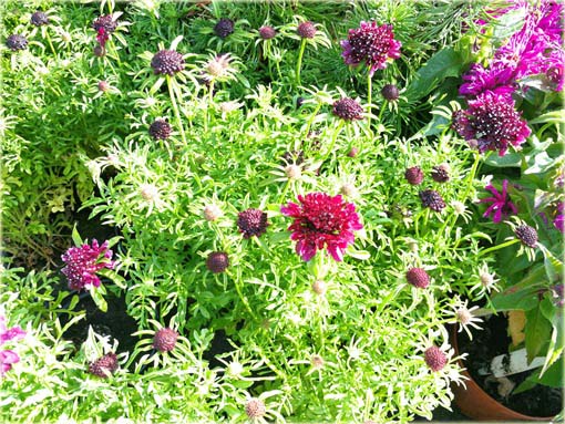 Driakiew japońska Blue Diamonds Scabiosa