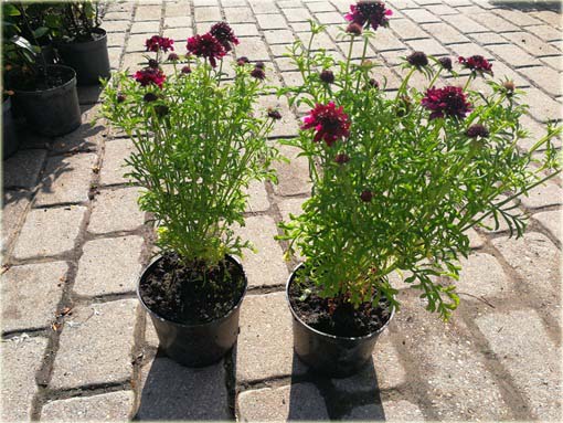 Driakiew japońska Blue Diamonds Scabiosa