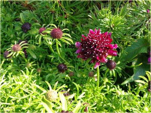 Driakiew japońska Blue Diamonds Scabiosa