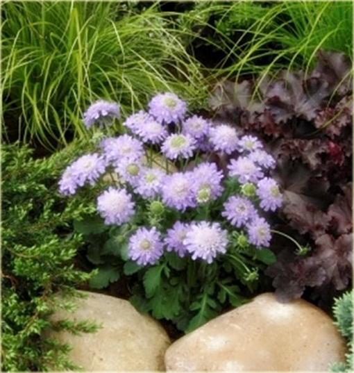 Driakiew japońska Blue Diamonds Scabiosa japonica