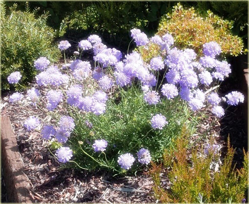 Driakiew japońska Blue Diamonds Scabiosa japonica
