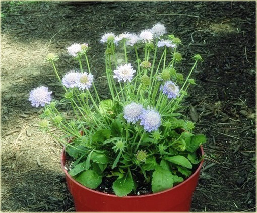 Driakiew japońska Blue Diamonds Scabiosa japonica