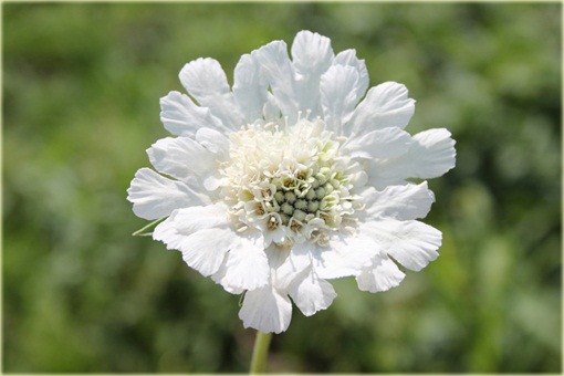 Drakiew kaukaska Perfecta Alba Scabiosa caucasica