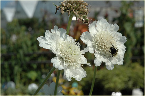 Driakiew kaukaska Perfecta Alba Scabiosa caucasica