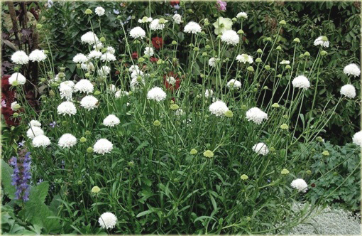 Driakiew kaukaska Perfecta Alba Scabiosa caucasica